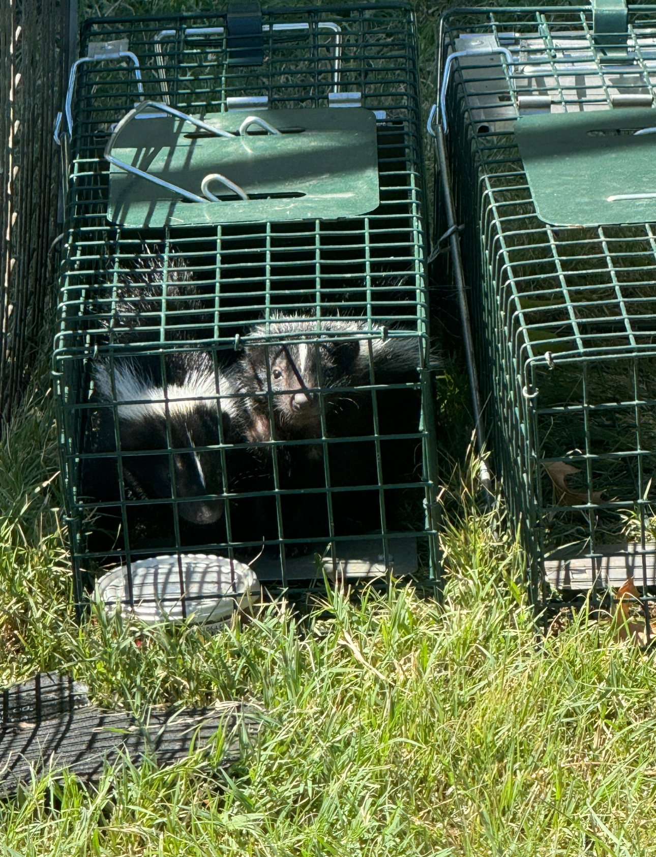 A black and white cat trapped in a green metal cage in tall grass.