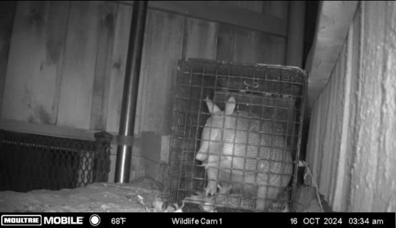 Rabbit inside a cage, near wooden fence, captured by a wildlife camera at night.