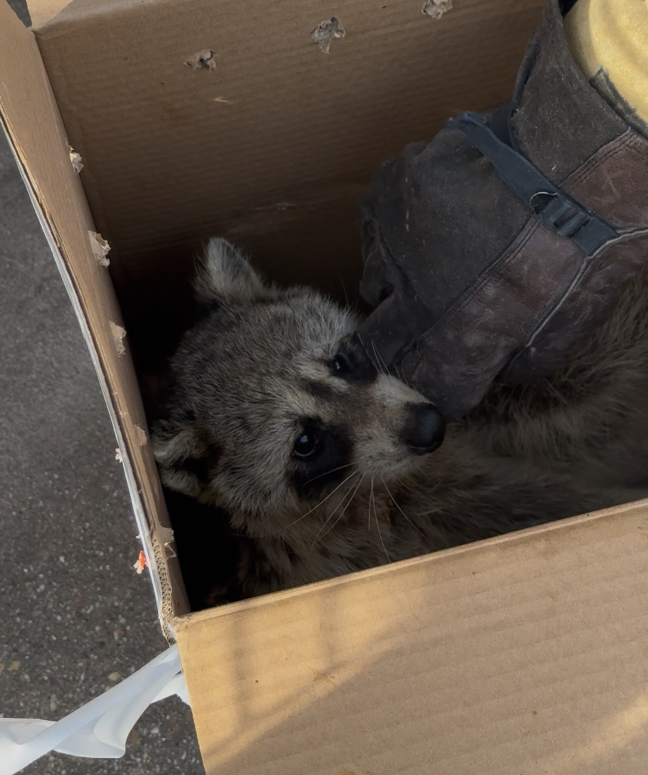 Raccoon in cardboard box, being held by gloved hand. Gray fur, black eyes, neutral expression.