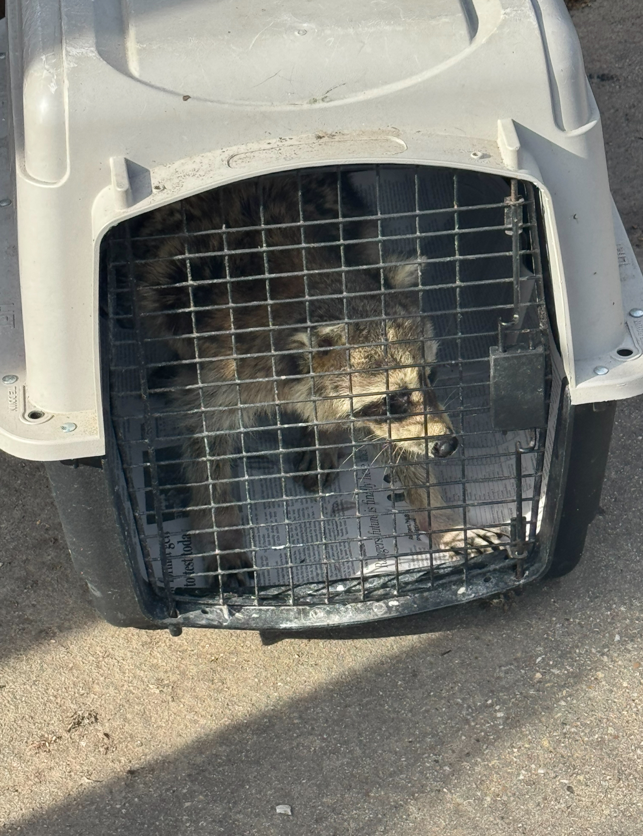 Raccoon in a gray and black carrier, looking out from behind the wire door.