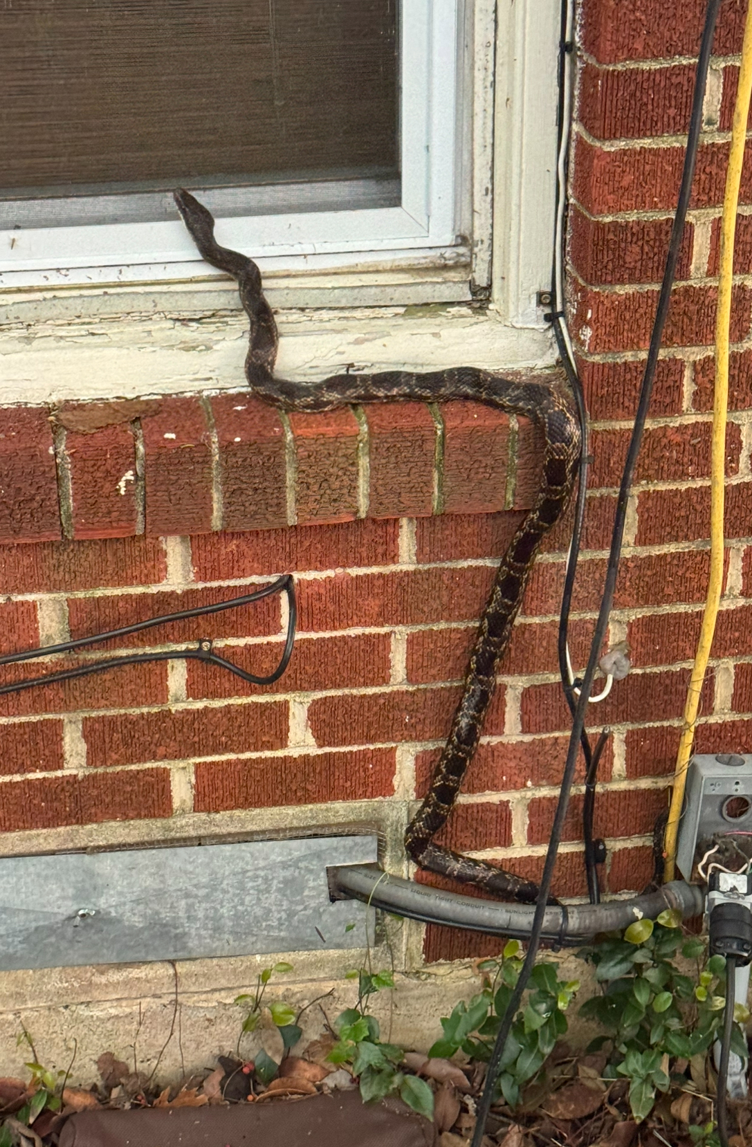 Brown snake on brick wall by window.