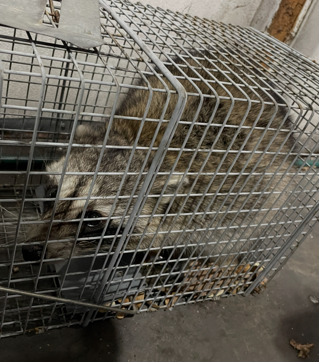 Raccoon trapped in a metal cage, looking out. Set in a concrete room.