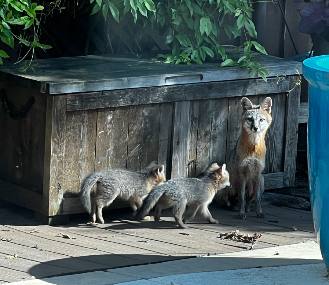 A gray fox with three kits on a wooden deck, near a weathered storage box and blue pot.