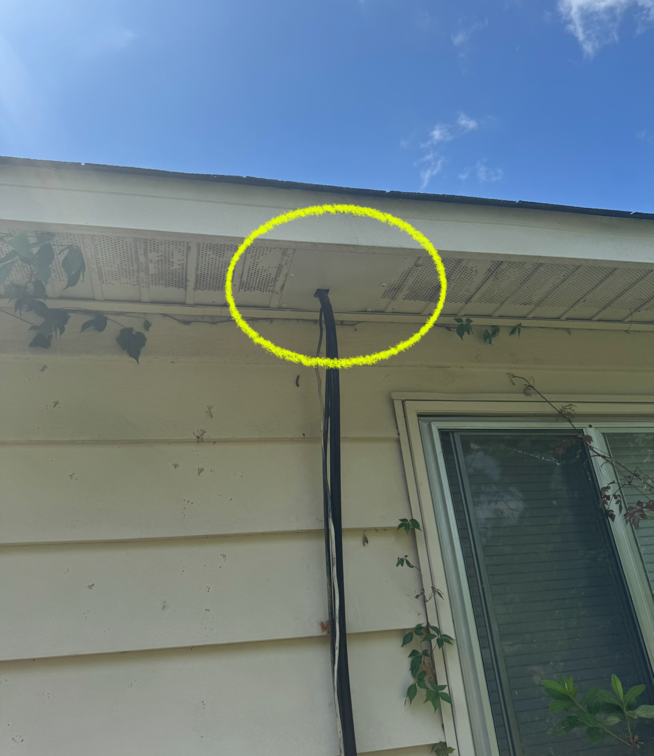 Yellow-circled section of a building's overhang with vines growing on the siding, against a blue sky.
