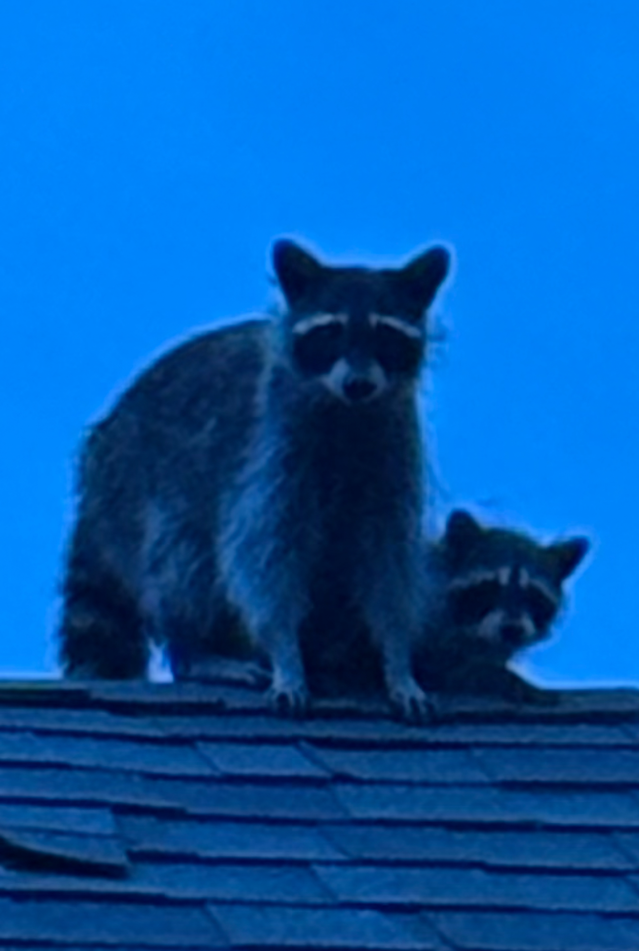 Two raccoons on a dark roof against a blue sky. One large, one small, both looking forward.