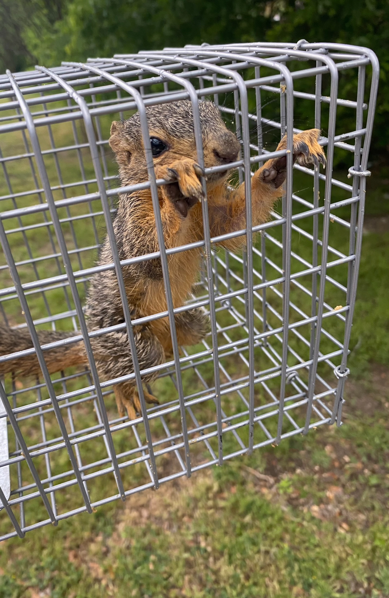 Squirrel trapped inside a metal cage, paws reaching out, brown and gray fur.