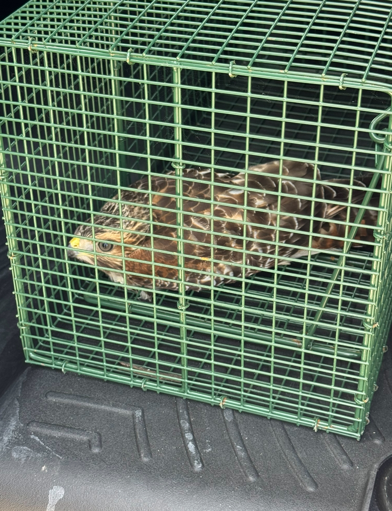 Hawk in a green metal cage inside a dark-colored vehicle.
