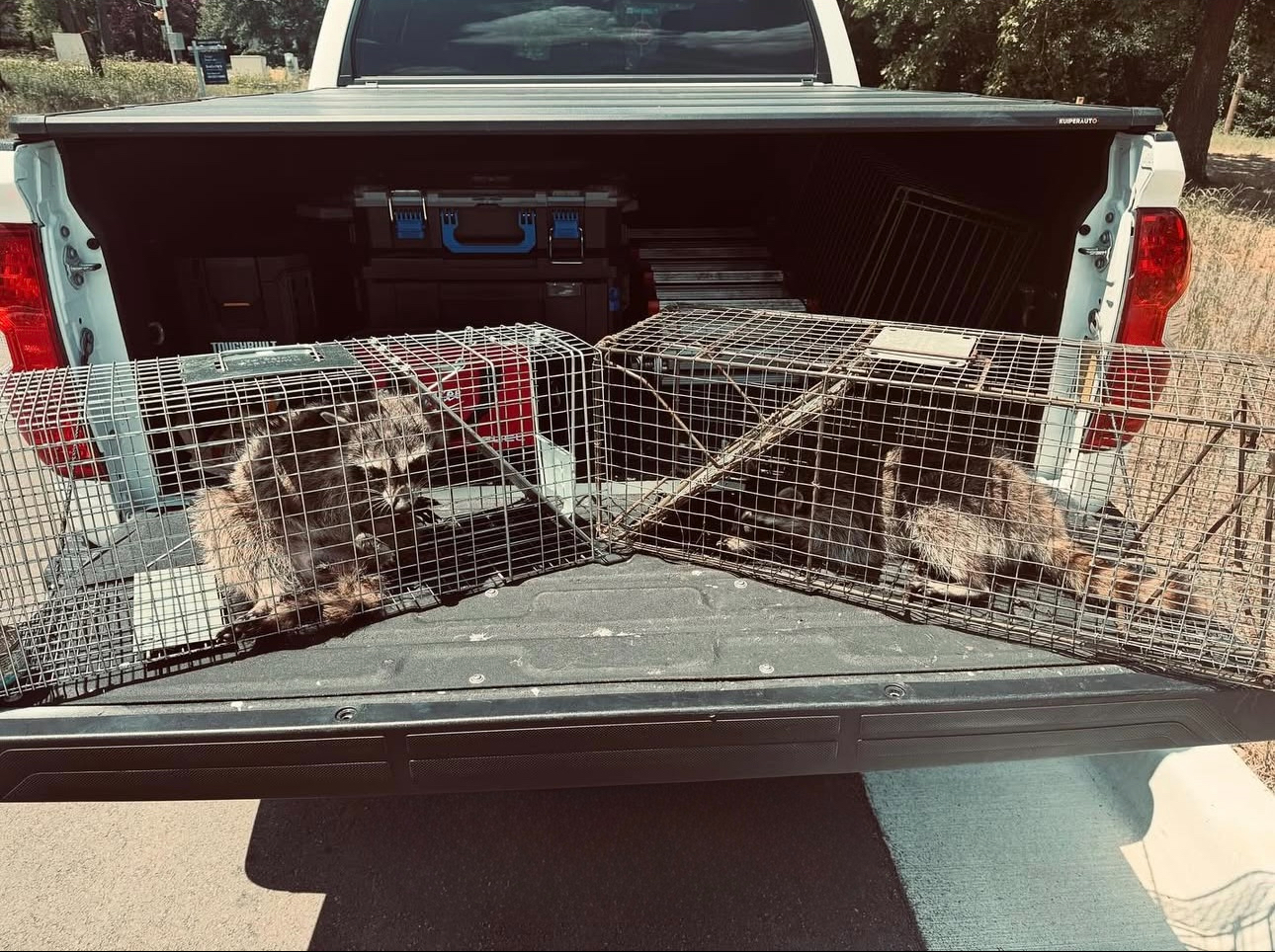 Two raccoons trapped in cages inside a pickup truck bed.
