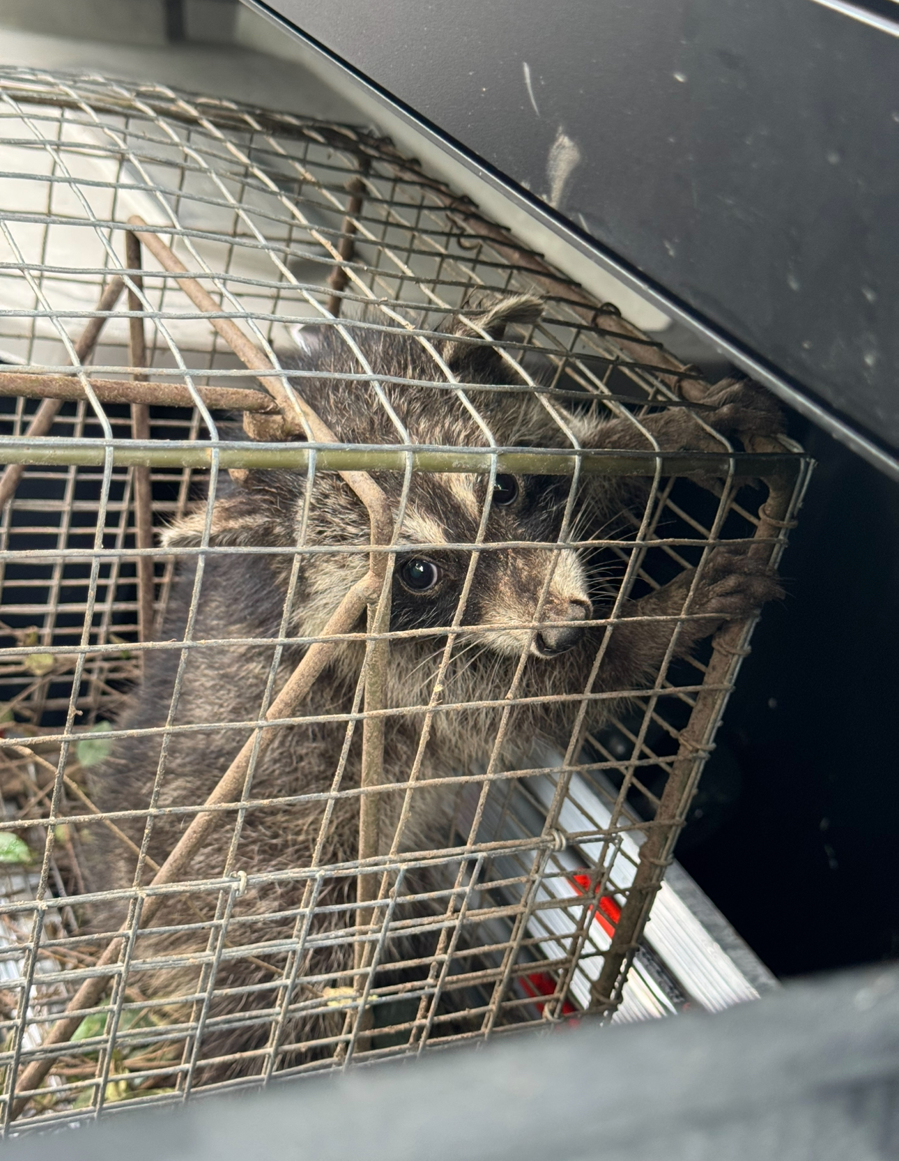 Raccoon trapped in a metal cage, peering out. The setting is indoors, in a vehicle.