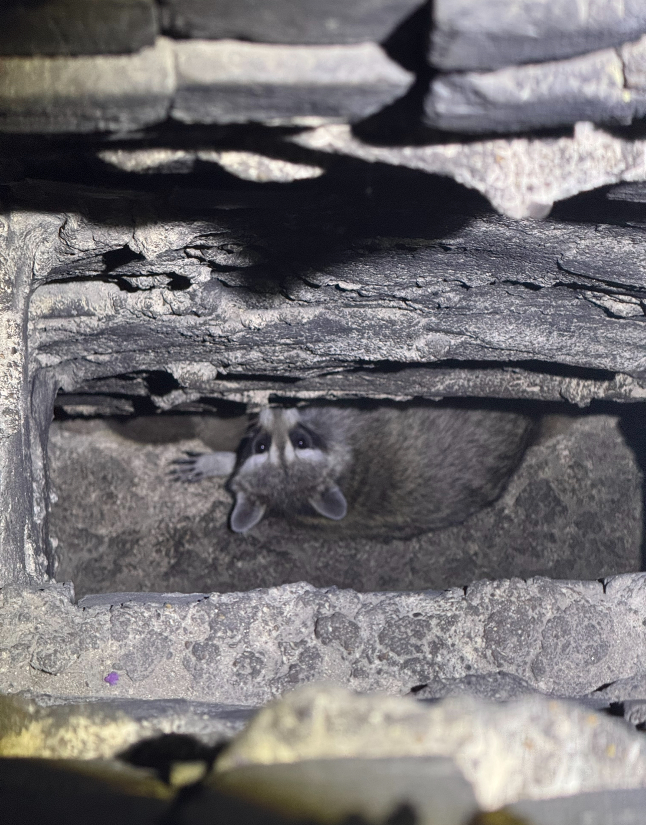 Raccoon peeking out of a stone opening, looking up. Gray and white fur, dark eyes, inside a dark stone structure.