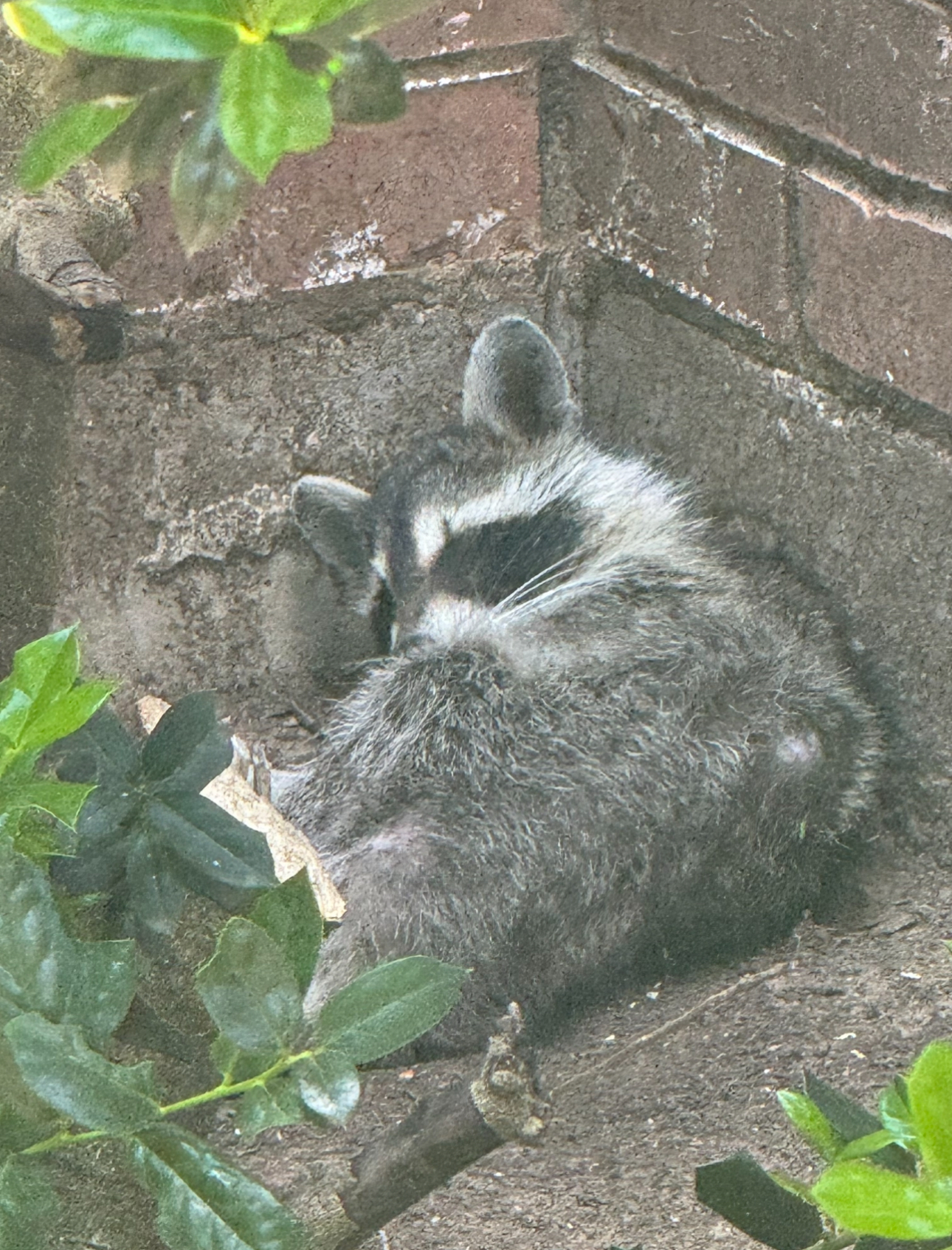 Raccoon curled up sleeping in a corner of a brick wall with green foliage.