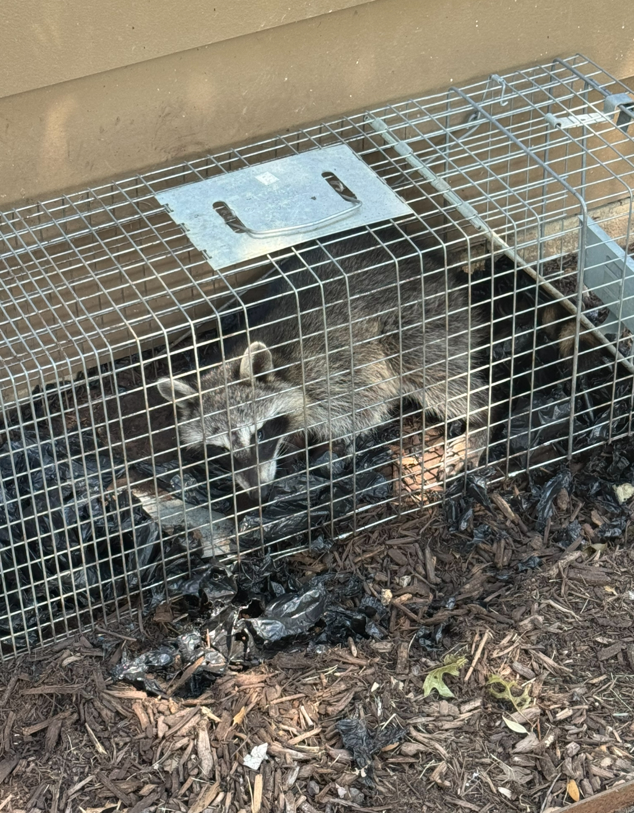 Raccoon trapped in a metal cage, sitting on dark debris, outdoors.