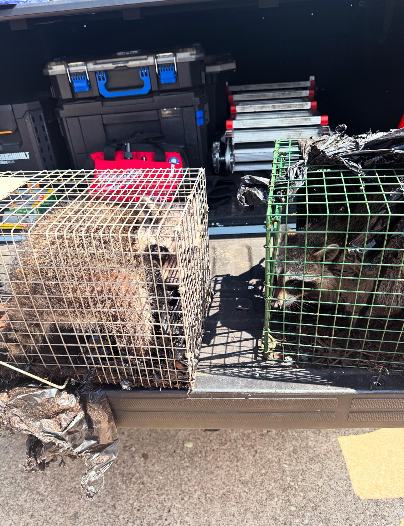 Two raccoons trapped in cages, in the back of a truck, near tools. One cage is covered in debris.