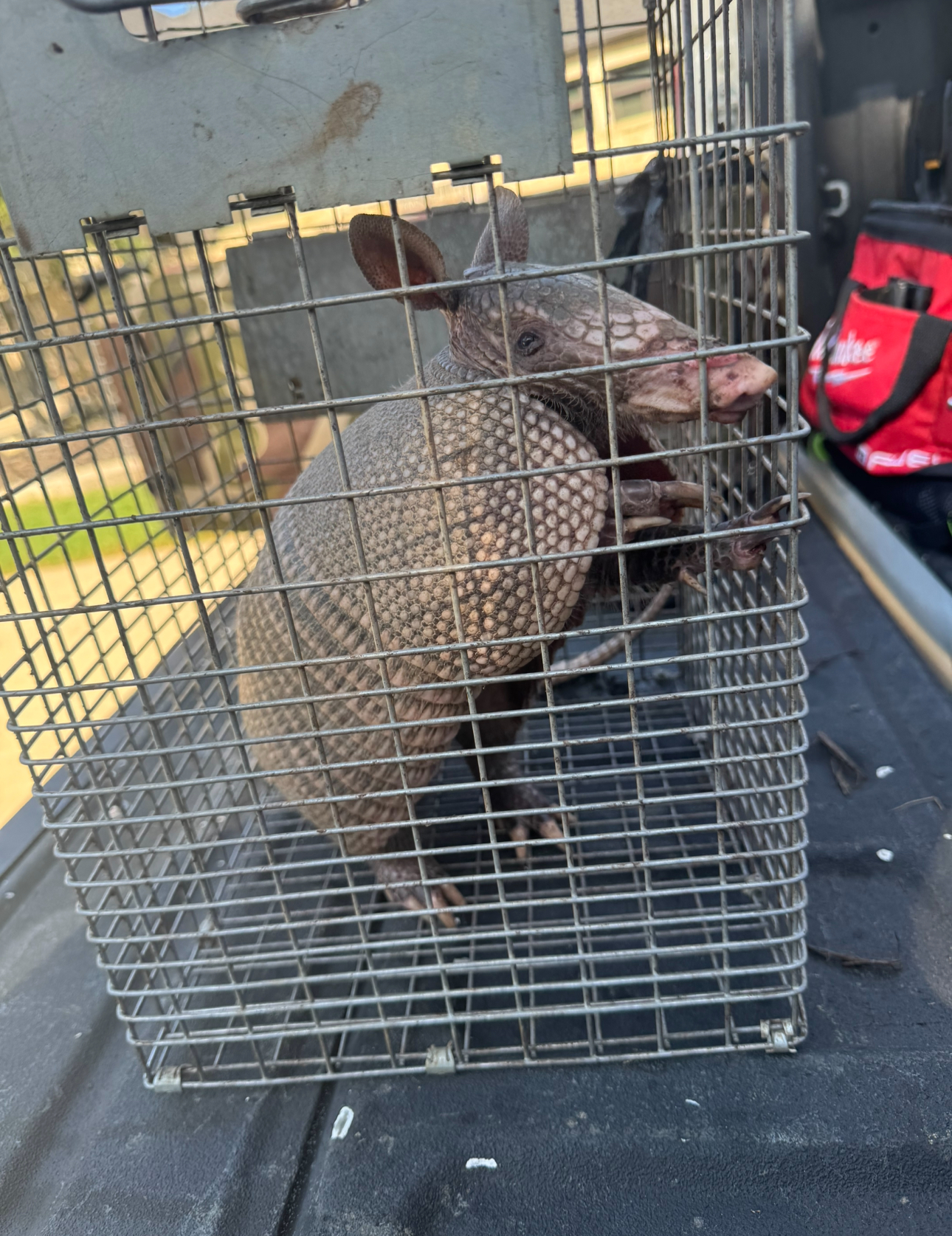 Armadillo inside a metal cage in the back of a truck.