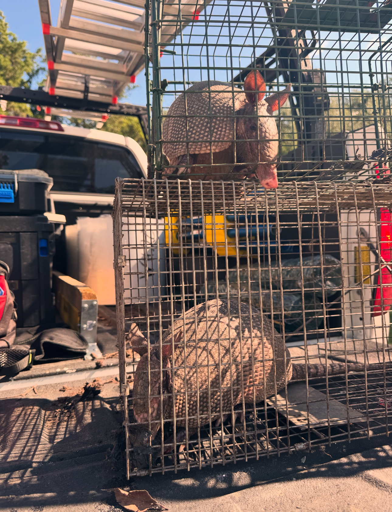 Two armadillos in a metal cage, possibly captured. Outdoors in sunlight.