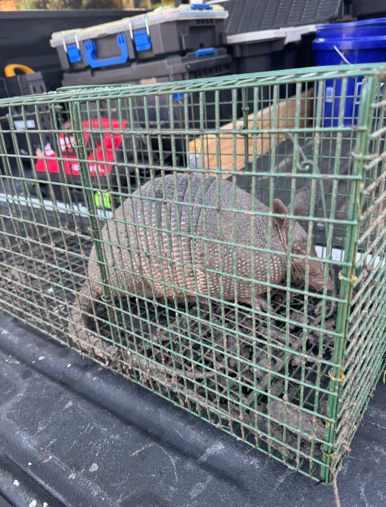 Armadillo trapped in a green wire cage in the bed of a truck.