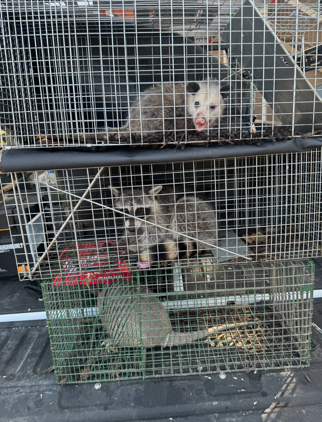 Three caged animals: opossum, two raccoons, and a small animal. Grids, metal, sitting in a truck bed.