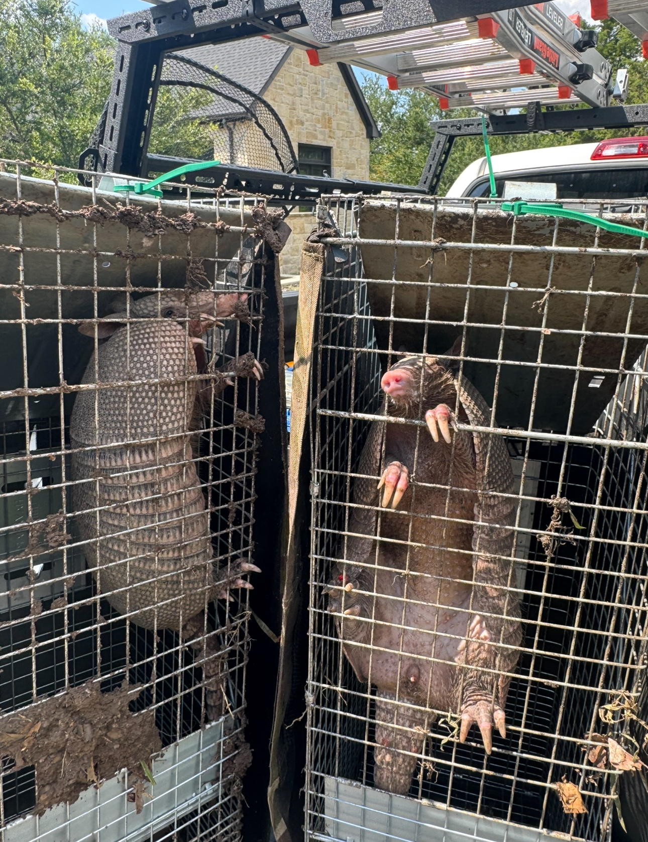 Armadillo and mole in separate wire cages in the back of a truck.