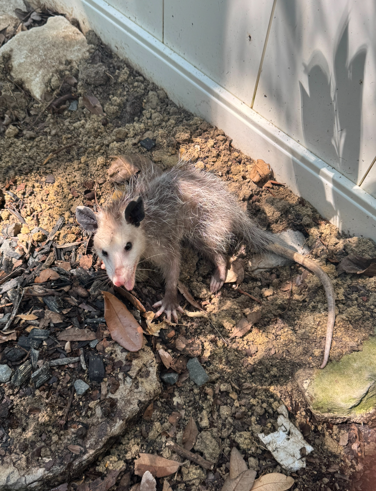 Opossum in a dirt-covered area, looking at the camera. White fence in the background.