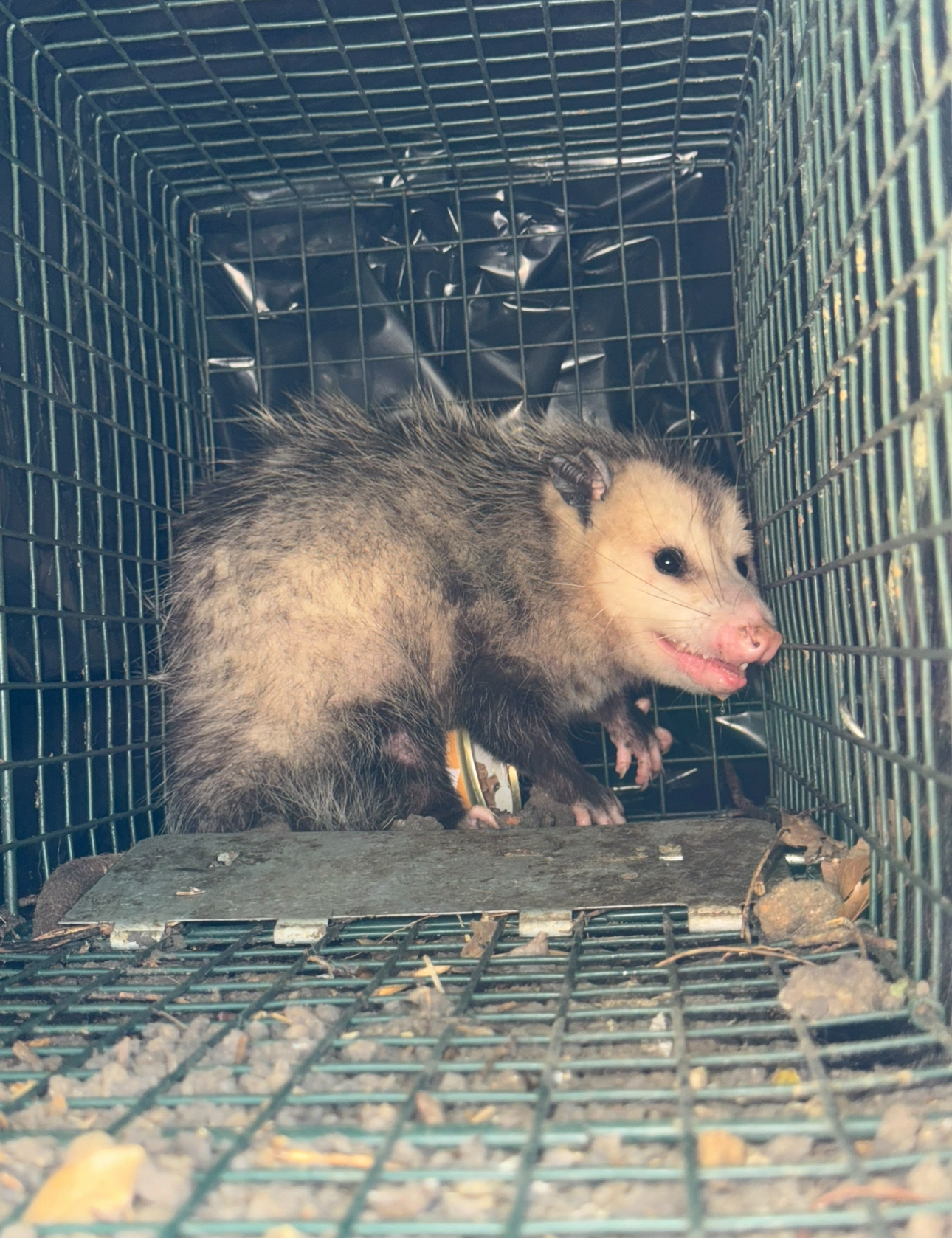 Opossum in a metal cage; gray fur, pink nose, sitting on a mat inside.