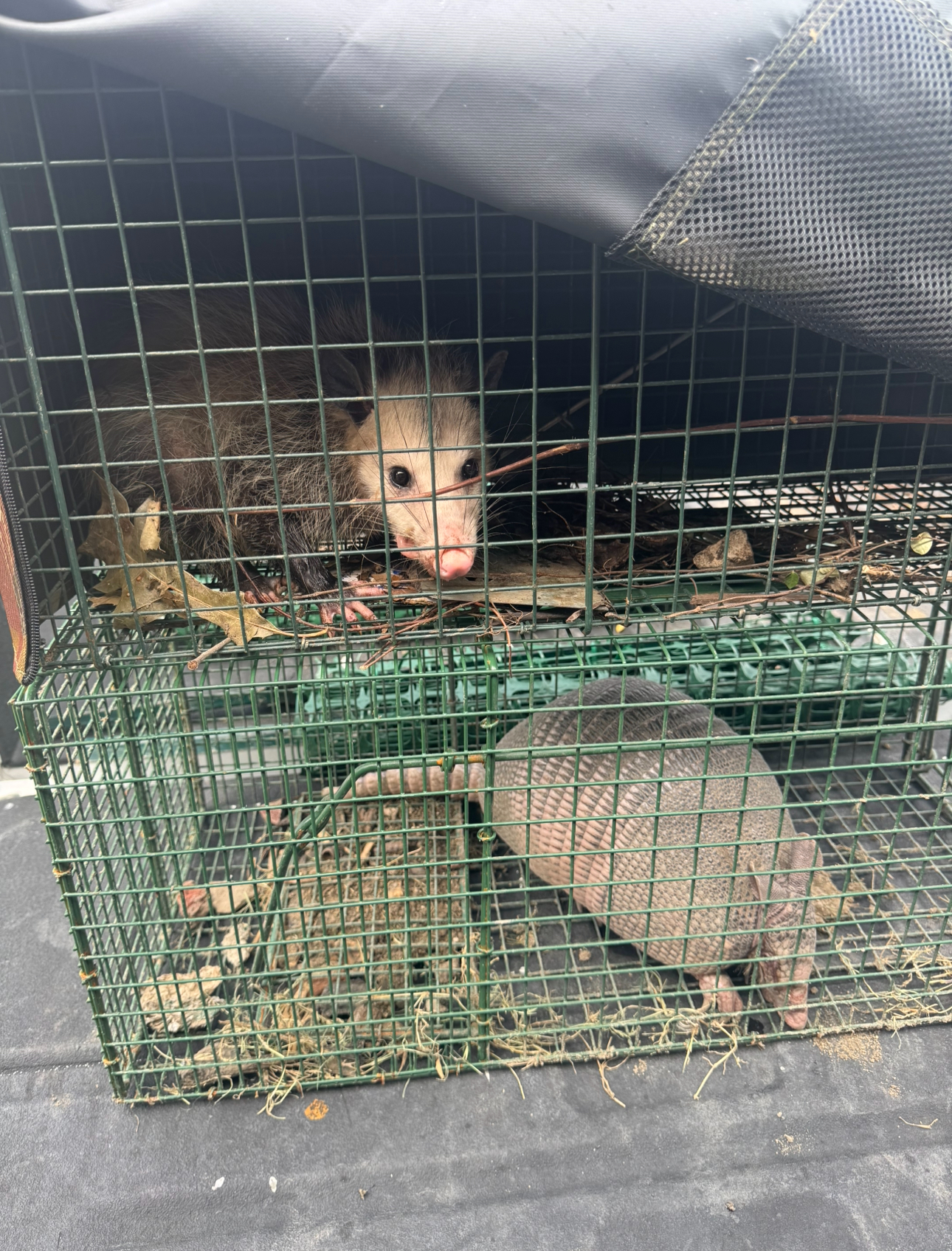 Two opossums trapped in a cage. One looks at camera; the other is curled.