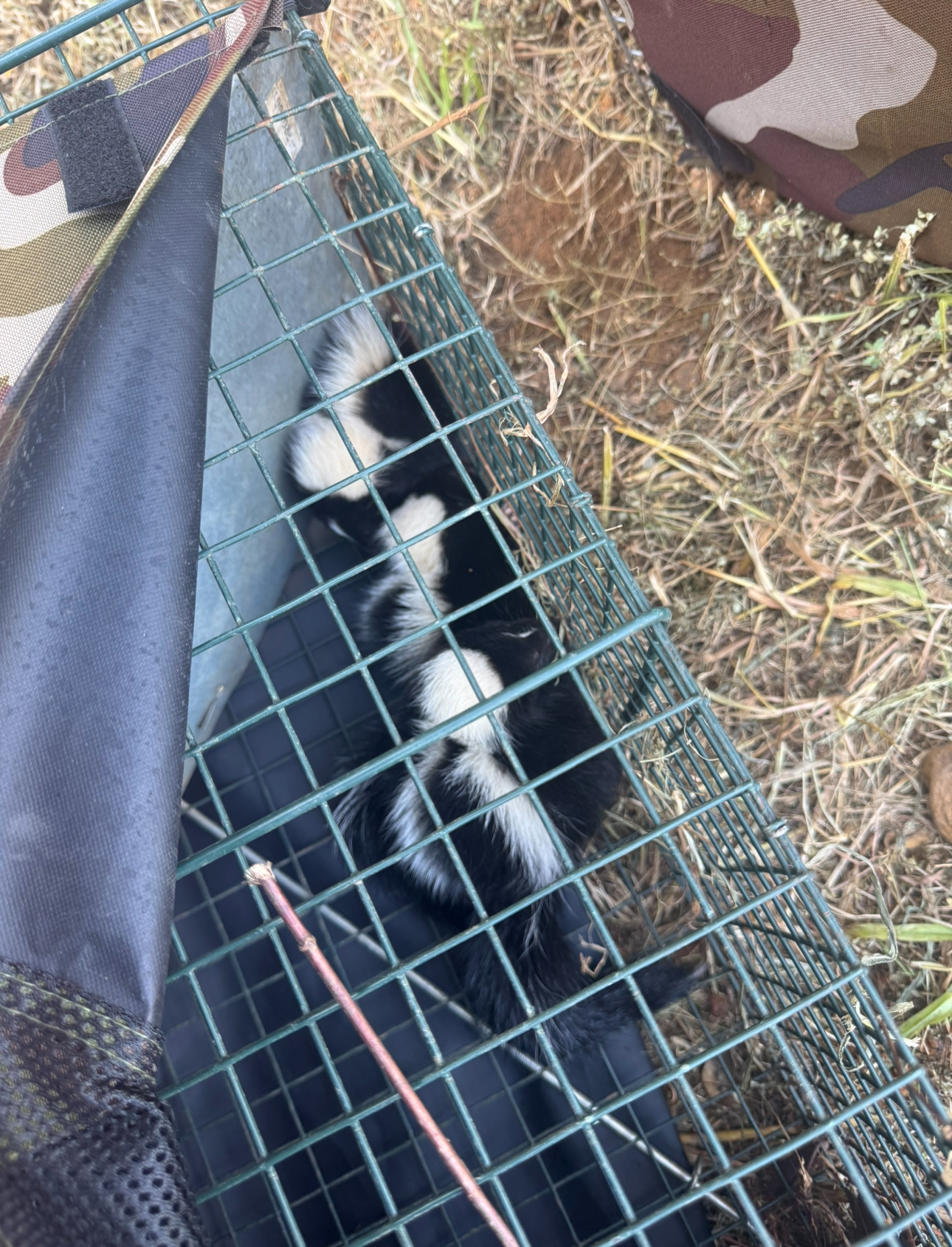 A skunk with black and white fur is trapped inside a green wire cage outdoors.