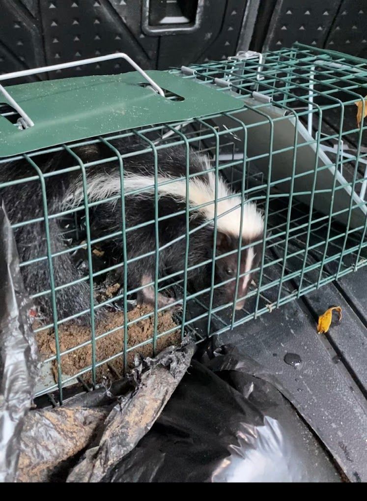 A skunk is in a cage in the back of a car.