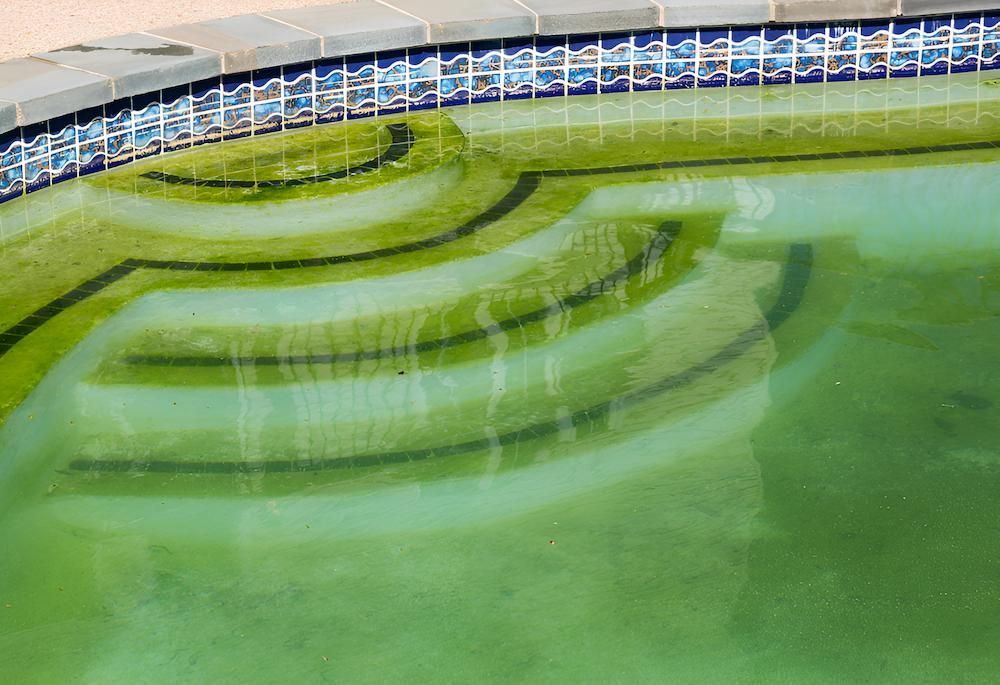 A Swimming Pool With Green Algae Growing on the Steps — Sun City Pools In Hyde Park, QLD