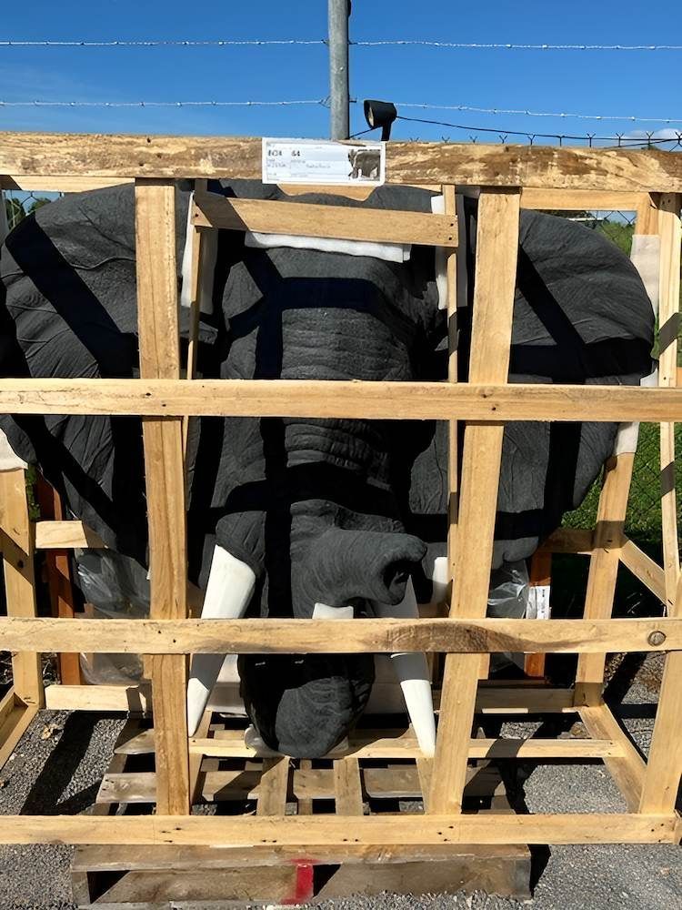 A Large Elephant is Sitting in a Wooden Crate — Sun City Pools In Hyde Park, QLD