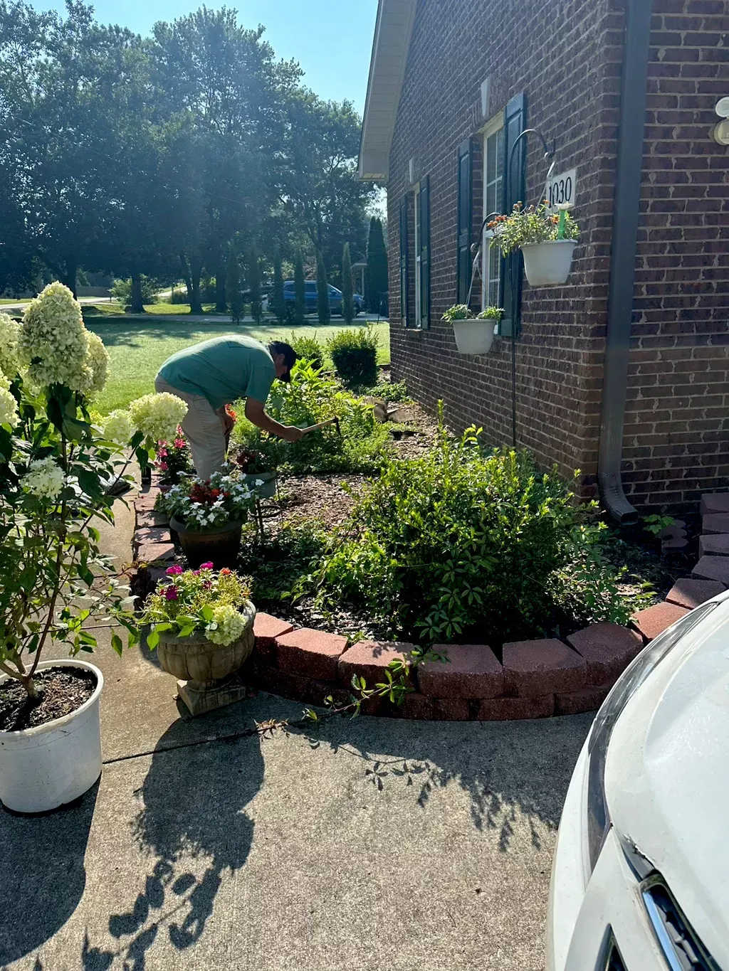 Person tending a garden bed, near a brick house, white pots with flowers, sunny day.