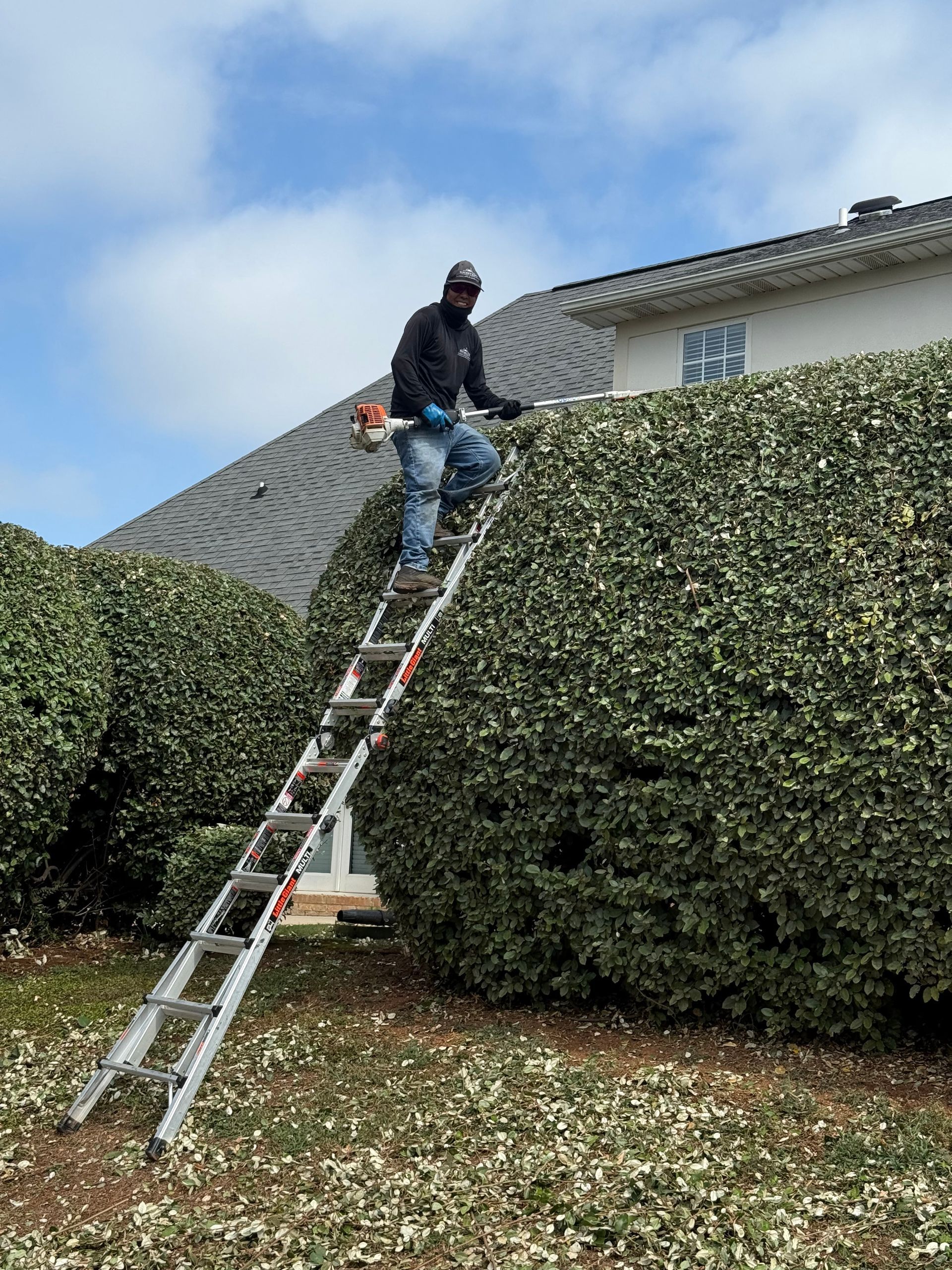 Man on ladder trimming a large hedge with a power tool, house in background.