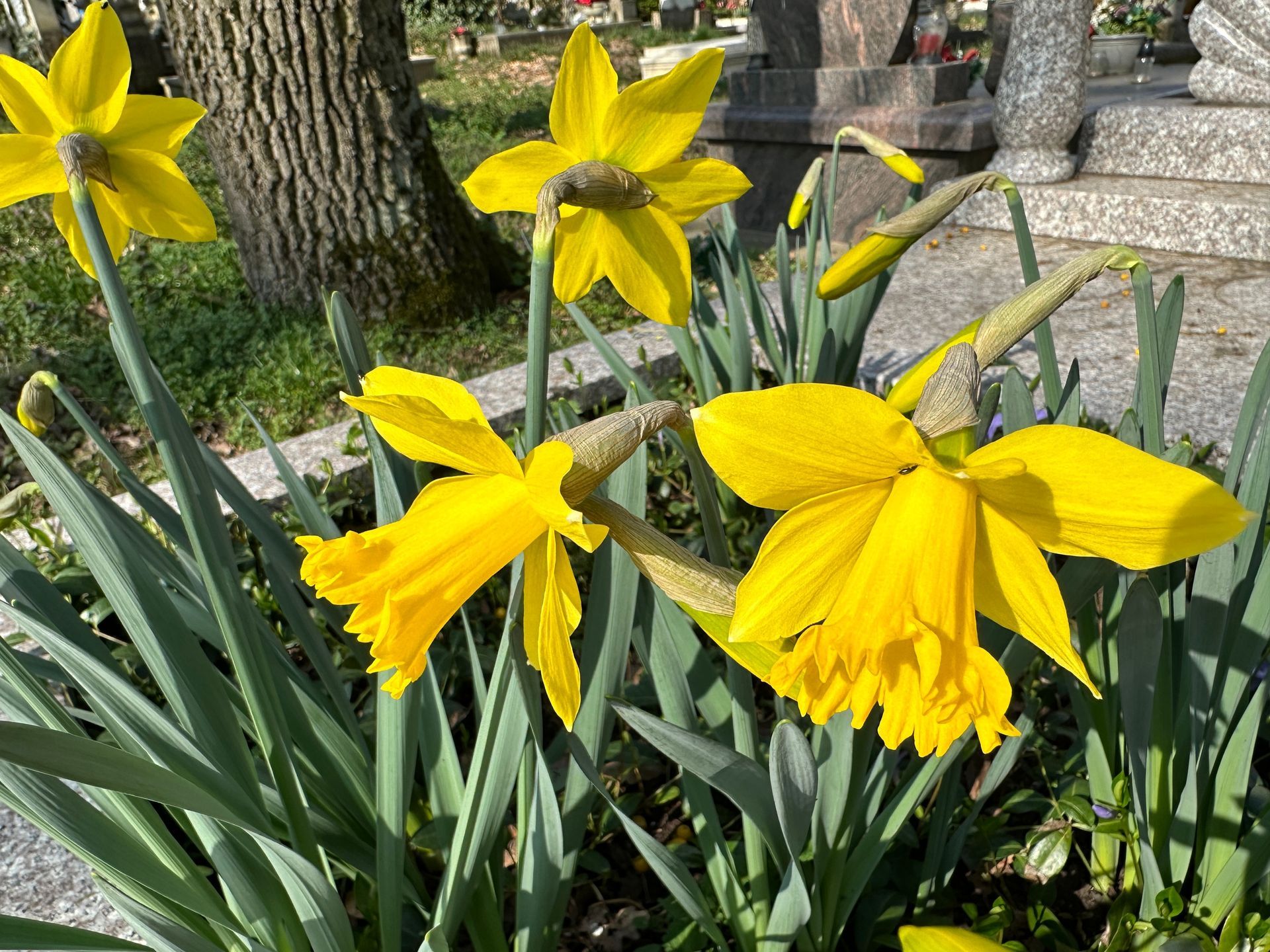 Yellow daffodils blooming in a garden bed beside trees and a paved path