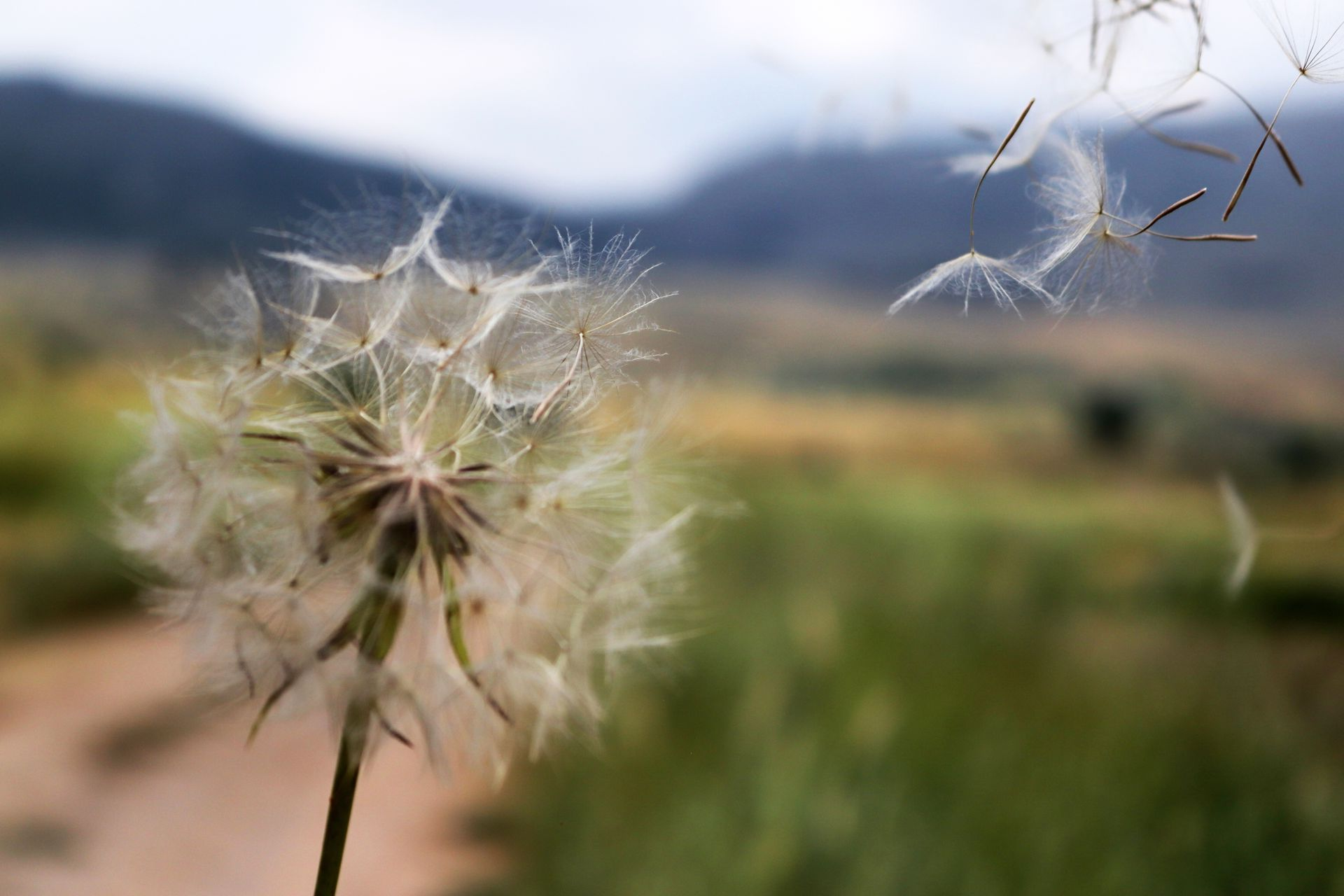 Close-up of a dandelion seed head with seeds blowing away in a blurred field and mountains behind