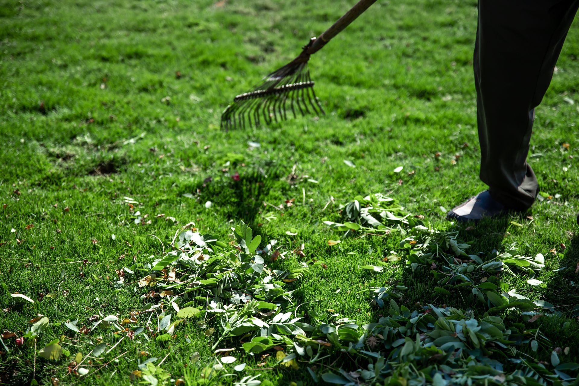 a person is raking the grass in a park with a rake .