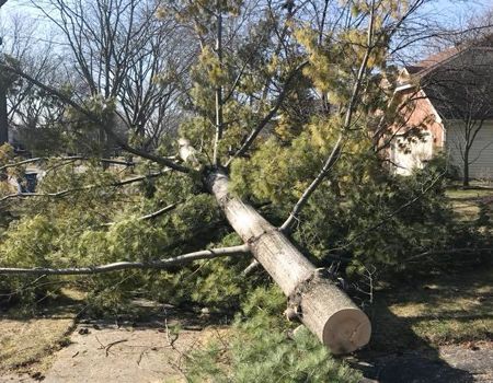 A large, fallen pine tree lies across a sidewalk and yard in front of a residential house on a sunny day.