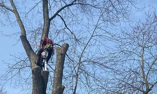 A person wearing safety gear climbs a tree, holding a chainsaw to remove branches against a clear blue sky.