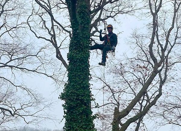 Tall, bare trees with brown autumn leaves against a bright blue sky with wispy white clouds.
