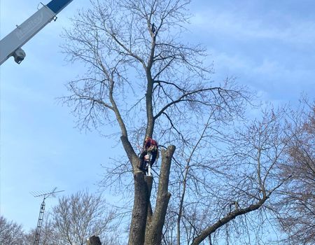 An arborist in a red jacket secured by ropes trims the branches of a tall, leafless tree next to a crane boom.