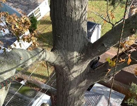 A view from high in an oak tree looking down at suburban houses and rooftops through the branches.
