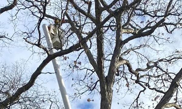 A white utility pole with a small transformer box reaches up through the bare, spindly branches of a large tree.