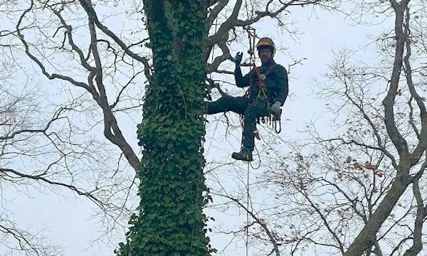An arborist in protective gear and a helmet climbs a tall tree covered in ivy, giving a thumbs-up.