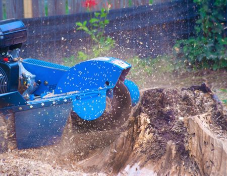 A blue stump grinder cuts into a large tree stump, throwing wood chips into the air in an outdoor setting.