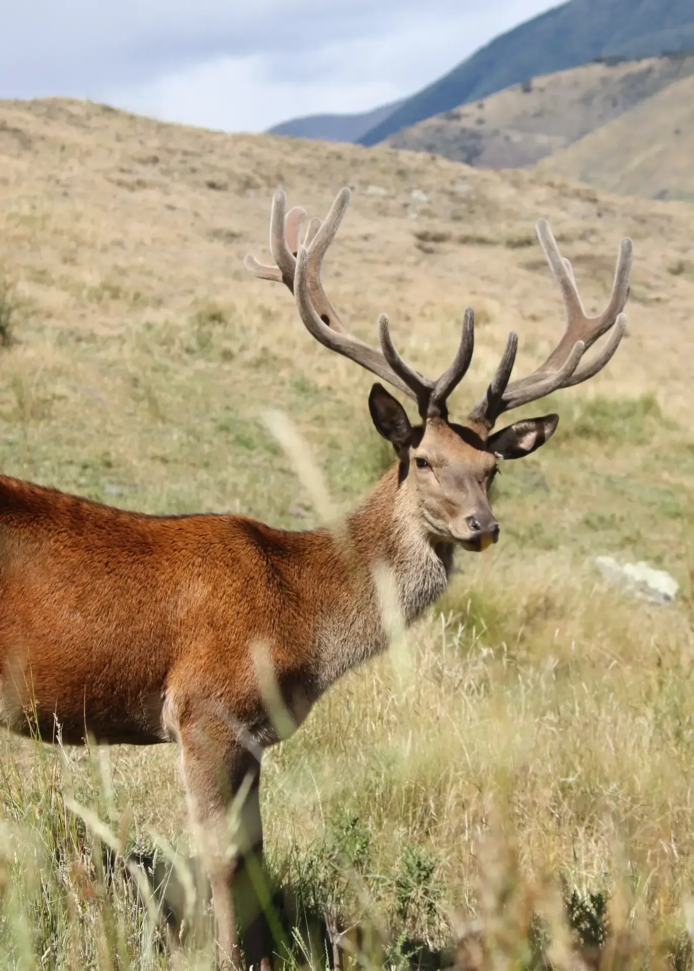 A Wild Game Experience Workshop with Avon Valley Lodge at Garden Marlborough