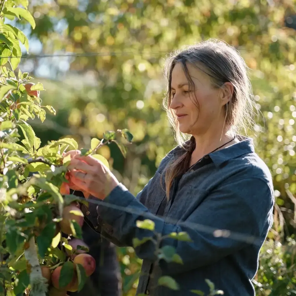 How to Prune Fruit Trees with Kath Irvine at Garden Marlborough