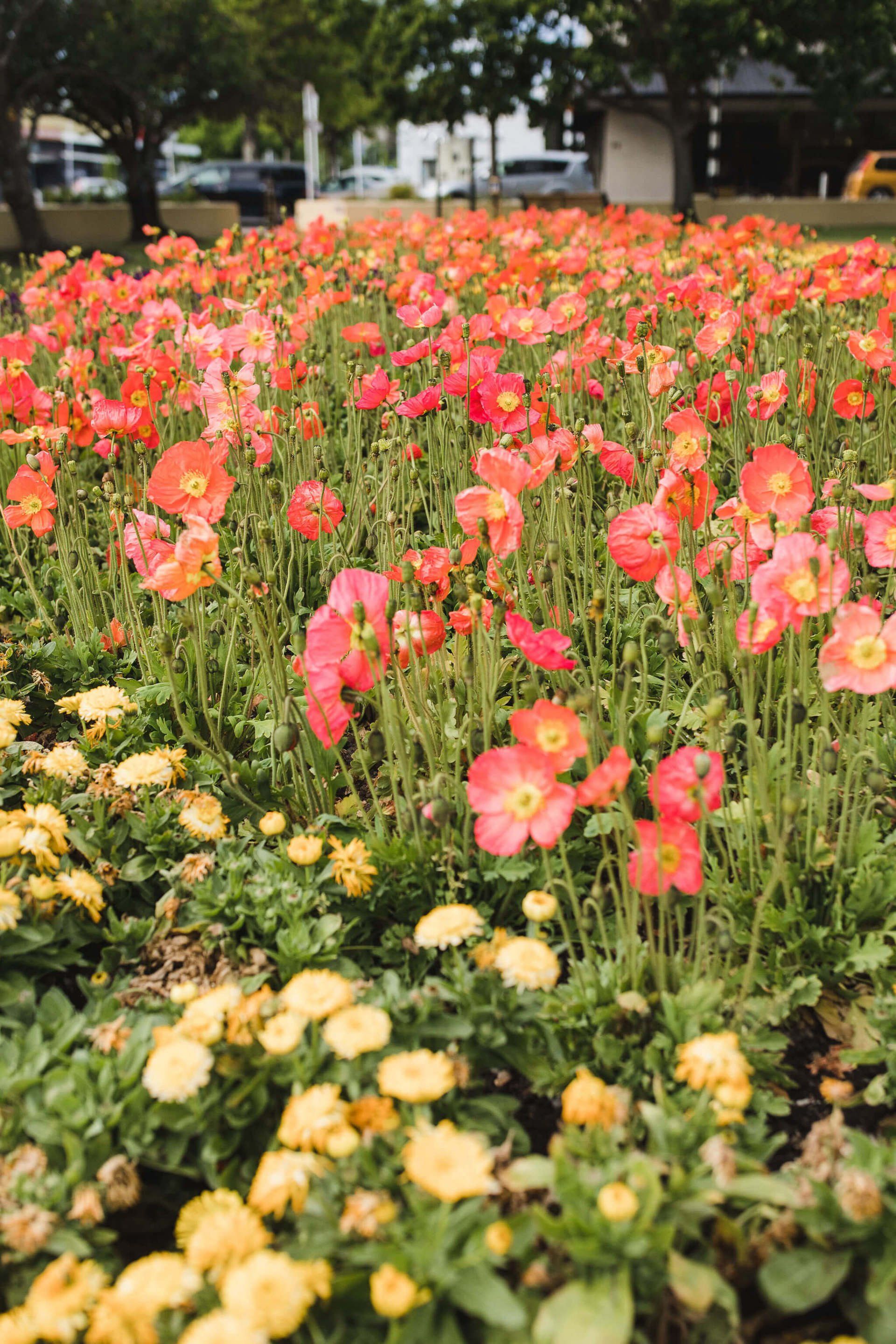 Garden tours for Bloom in the Boom 2019