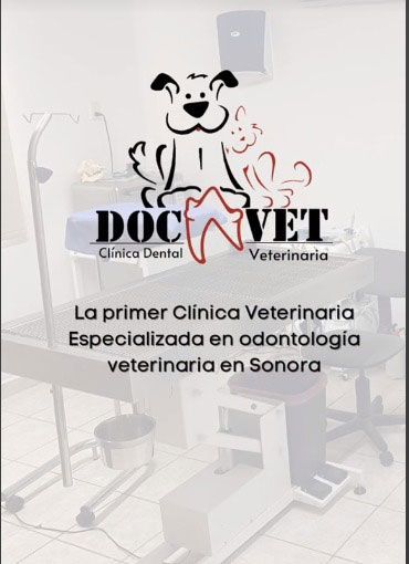 DOCVET - Especialistas en odontología veterinaria
