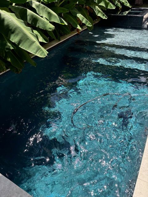 A close up picture of water in a saltwater pool with a tree hanging over it in New Orleans, LA.