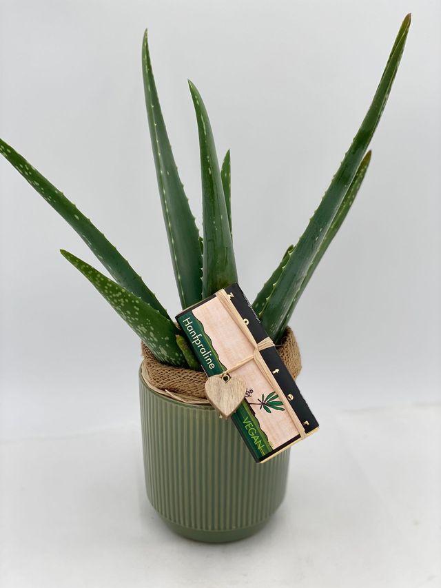 frische aloe vera neurodermitis Aloe Vera Seife ca.150g, empfohlen bei Ekzemen, Neurodermitis, Herpes und  Schuppenflechten