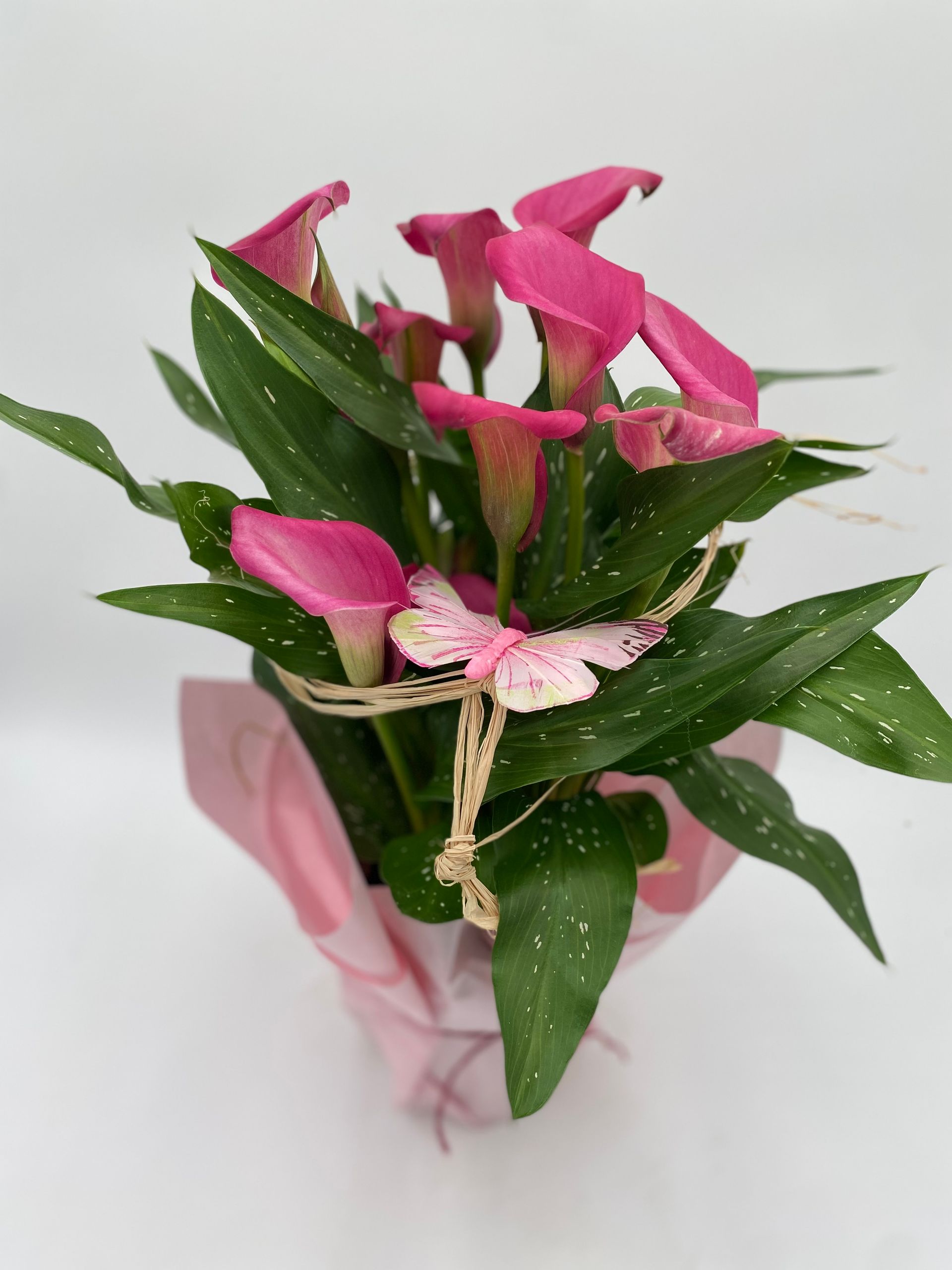 Calla in pink mit rosa Schmetterling und Papier dekoriert.