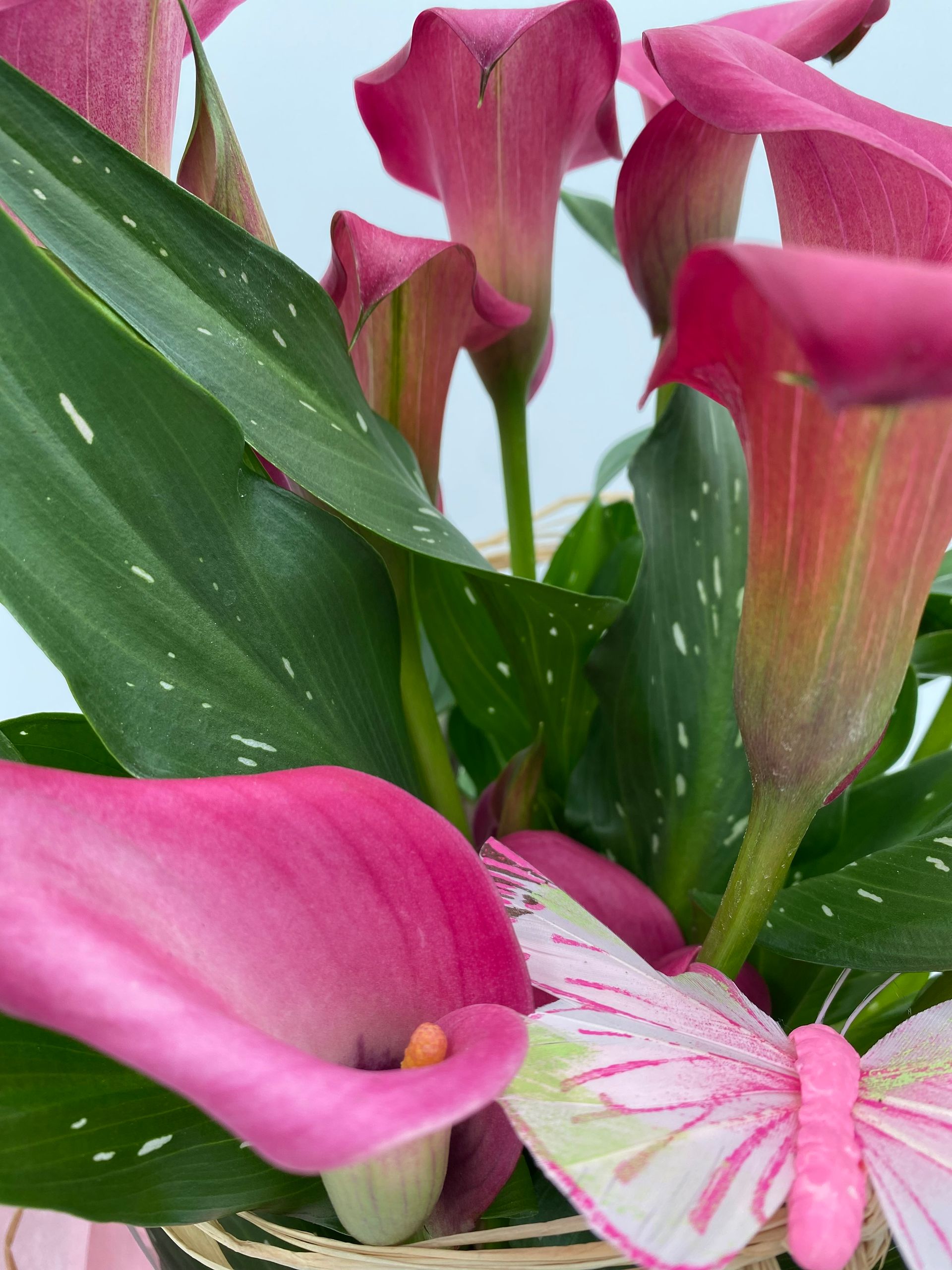 Calla in pink mit rosa Schmetterling und Papier dekoriert.